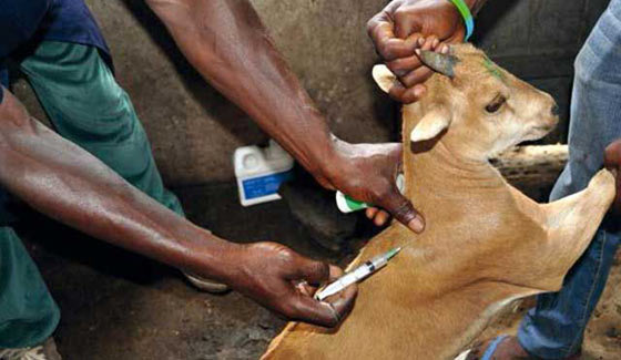 Sud-Kivu : vaccination contre la peste chez les petits ruminants à Kamanyola