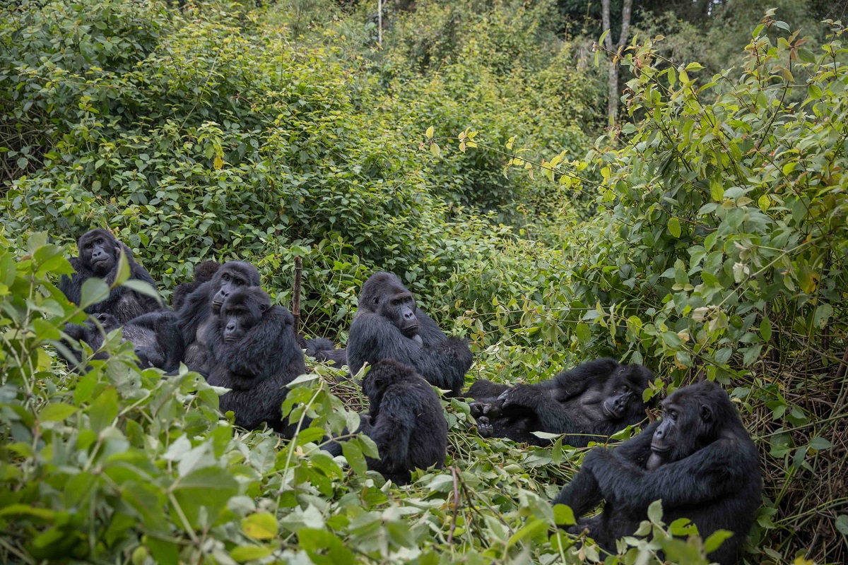  Sud-Kivu : La société civile alerte sur le déboisement continu du Parc national de Kahuzi-Biega